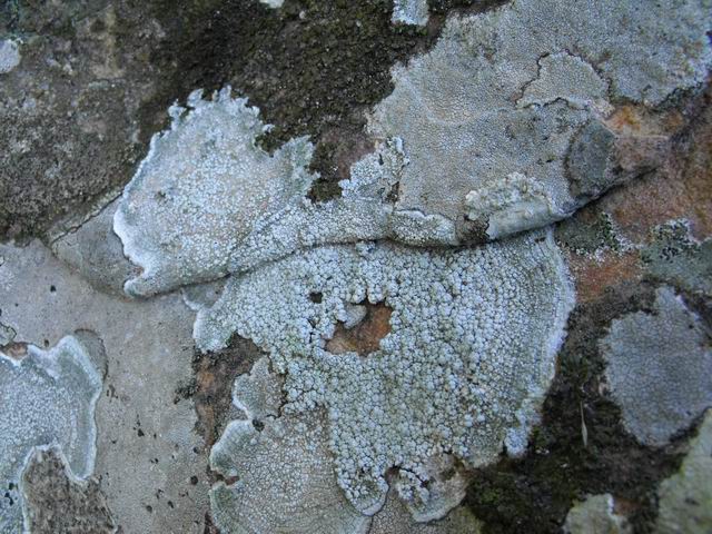 Pertusaria sp.